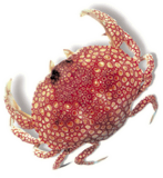 Crab